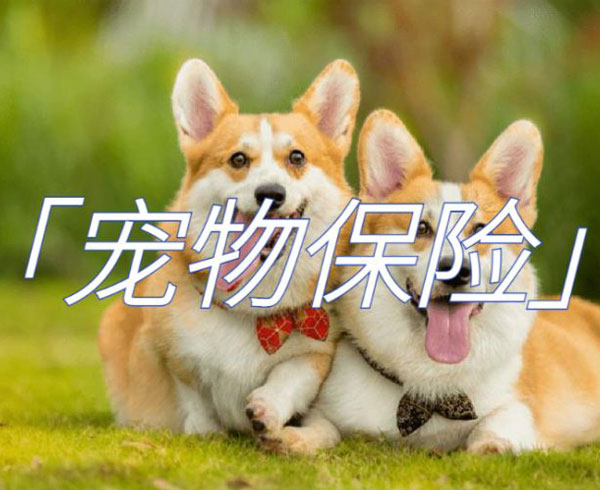 犬貓保險